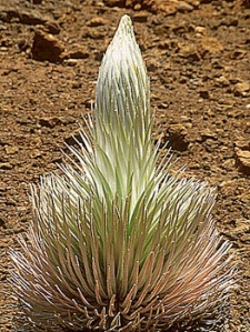 Haleakala silversword Argyroxiphium sandwicense macrocephalum