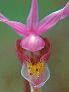 Fairy Slipper, Calypso Orchid, Venus's slipper, Calypso bulbosa