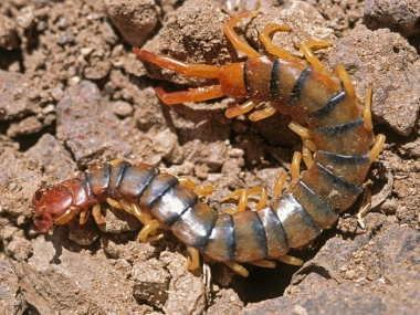 Common Desert Centipede, Banded Desert Centipede, Banded Centipe