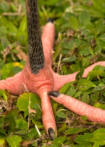 Wood Stork Feet, Mycteria americana
